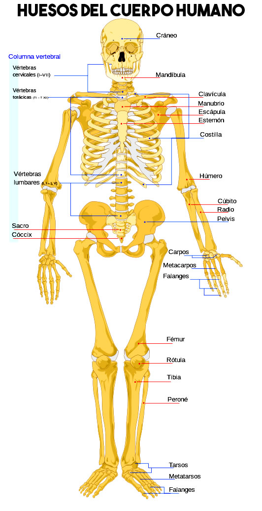 ¿cuántos Huesos Tiene El Cuerpo Humano Y Cuáles Sonemk 6483