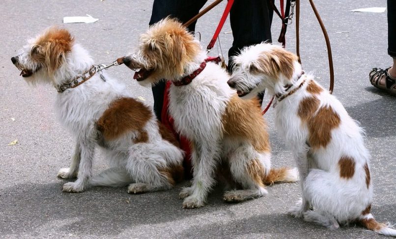 Perros con su correa de paseo